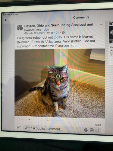 Lost Male Cat last seen Epworth & Alice, Dayton, OH 45410