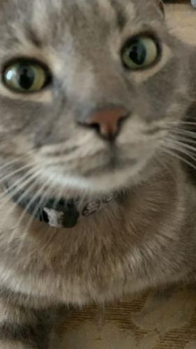 Lost Male Cat last seen Texas Canyon, Forest Canyon, San Antonio, TX 78252