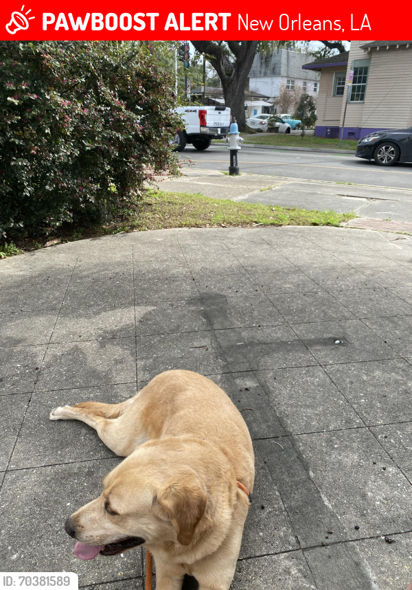 Lost Male Dog last seen Esplanade and Galvez, New Orleans, LA 70116