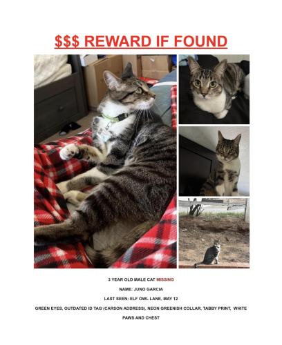 Lost Male Cat last seen Elf Owl Lane, Moreno Valley, CA 92555