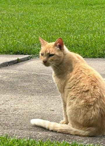 Lost Male Cat last seen Near & Annette Ln, Friendswood, TX 77546
