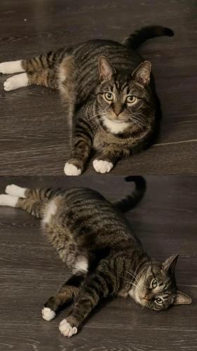 Lost Male Cat last seen Four way stop/intersection of Highway 27 & Old Stage Road, Lillington, NC 27546