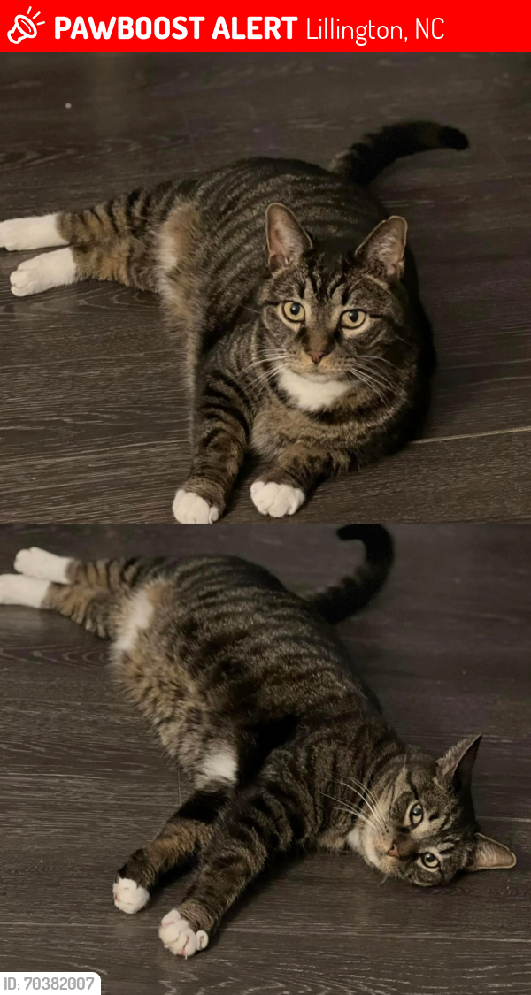 Lost Male Cat last seen Four way stop/intersection of Highway 27 & Old Stage Road, Lillington, NC 27546