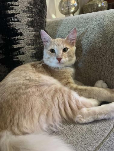 Lost Male Cat last seen Brandon Place apmts , Oklahoma City, OK 73142