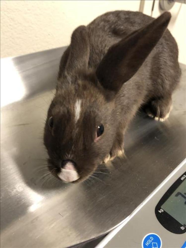 Shelter Stray Male Rabbit last seen Near BLOCK E 55TH ST, LONG BEACH CA, Long Beach, CA 90815