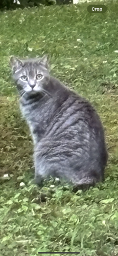 Lost Male Cat last seen Near Chicamauga Dr NE, Kennesaw, GA, 30144, Kennesaw, GA 30144