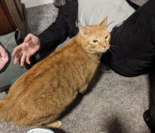 Lost Male Cat last seen 44th and Chicago , Minneapolis, MN 55407