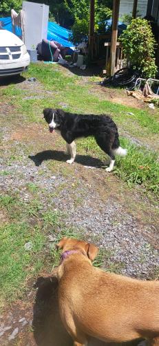 Lost Male Dog last seen Near Randolph Tabernacle rd , Asheboro, NC 27203