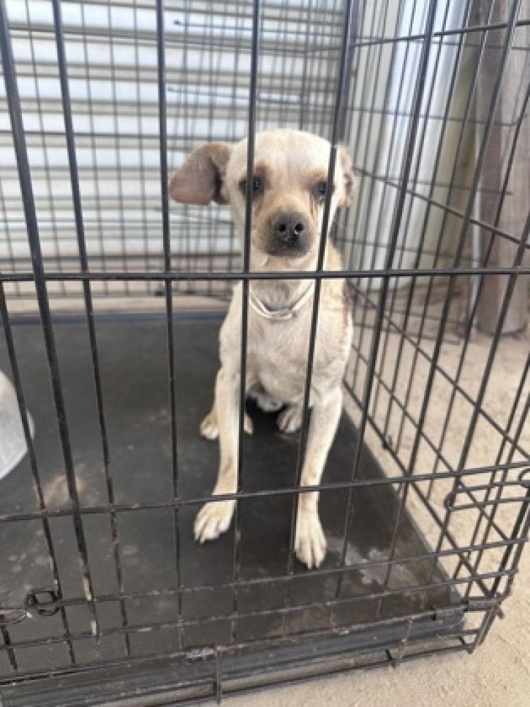Shelter Stray Male Dog last seen West & Nebraska, Caruthers Zone Fresno CO 1B 93609, CA, Fresno, CA 93706