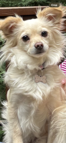 Lost Female Dog last seen Powel place lane by first roundabout. , Pittsboro, NC 27312