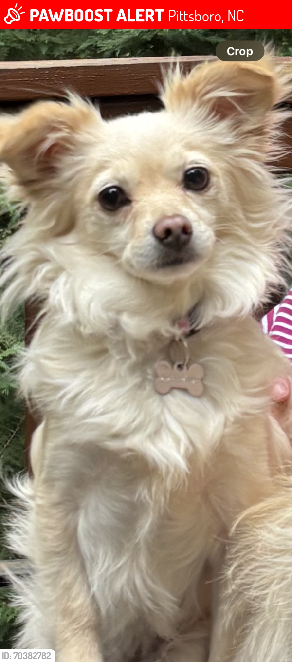 Lost Female Dog last seen Powel place lane by first roundabout. , Pittsboro, NC 27312