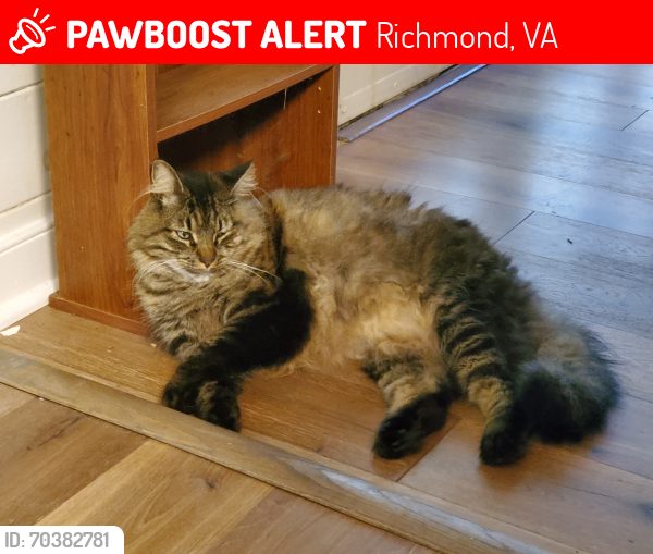 Lost Male Cat last seen Elm Rd and Hickory Rd, Richmond, VA 23235