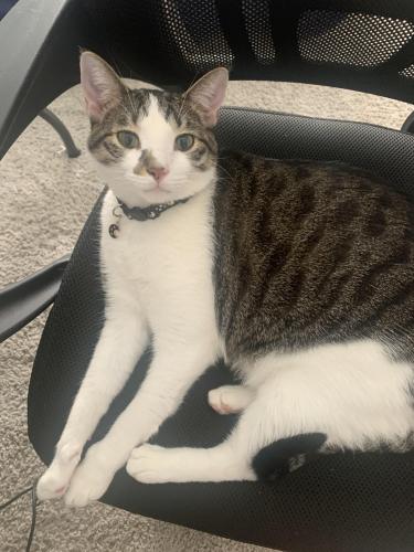 Lost Male Cat last seen The colony aquatic  park , The Colony, TX 75056