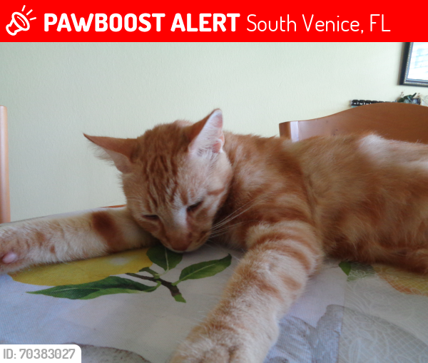 Lost Male Cat last seen Olimpia Rd and Secor, Vanice 34293, South Venice, FL 34293