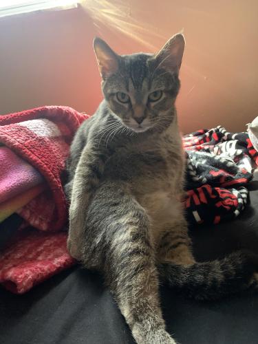 Lost Male Cat last seen Meridian and west troy, Indianapolis, IN 46225
