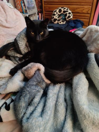 Lost Male Cat last seen Galloway Rd sullivant ave, Galloway, OH 43119