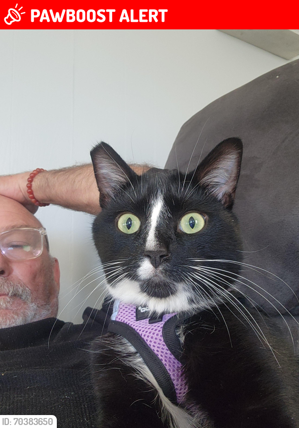 Lost Male Cat last seen Calle Gardenia , Trujillo Alto, Trujillo Alto 00976