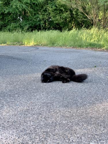 Lost Female Cat last seen Near Eastfield Road/ Old Statesville Road/Bryton Center/Walmart/, Huntersville, NC 28078