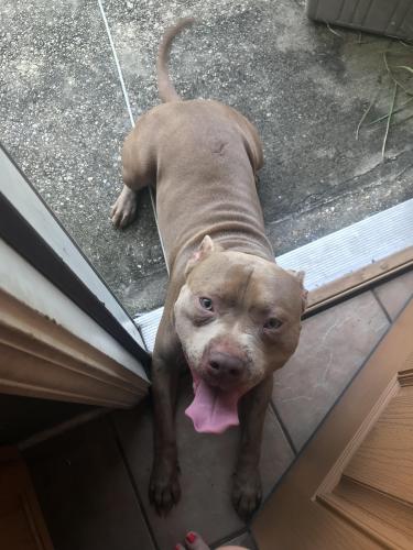 Lost Male Dog last seen Holly circle Gulfport ms,39501, Gulfport, MS 39501