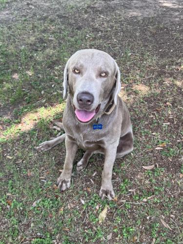 Lost Male Dog last seen Near Nesbit Lane, Seguin, TX, 78155, Seguin, TX 78155