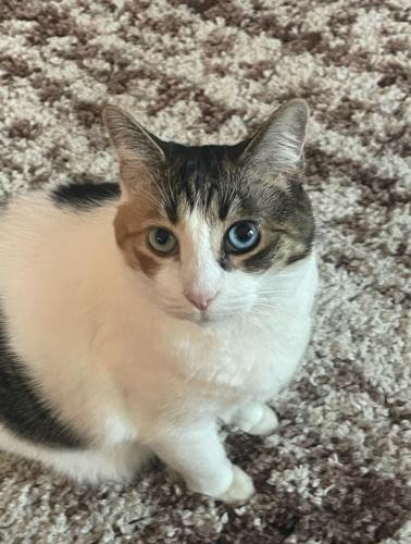 Lost Female Cat last seen Near legacy court Westerville , Westerville, OH 43082