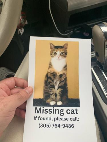 Lost Female Cat last seen Near st 170 ave , Homestead, FL 33031