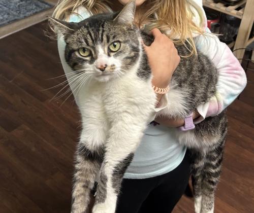 Lost Male Cat last seen At Heritage Glen apmts , Grove City, OH 43123