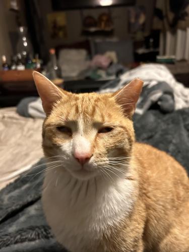 Lost Male Cat last seen Cragmont Rd and Weaver lane, Black Mountain, NC 28711