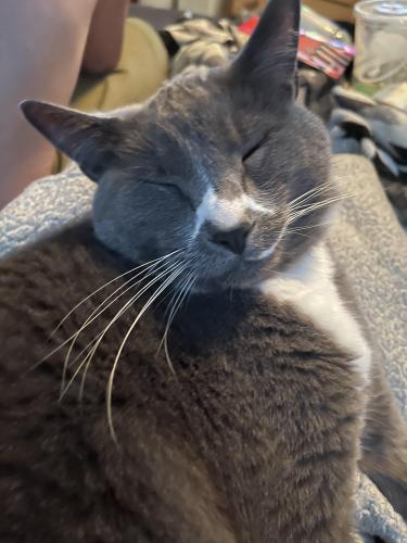 Lost Male Cat last seen 88th St between St John’s and Andresen , Vancouver, WA 98665
