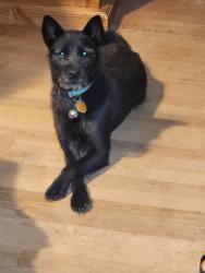 Lost Female Dog last seen Near Oakland Boulevard , Fort Worth, TX 76103