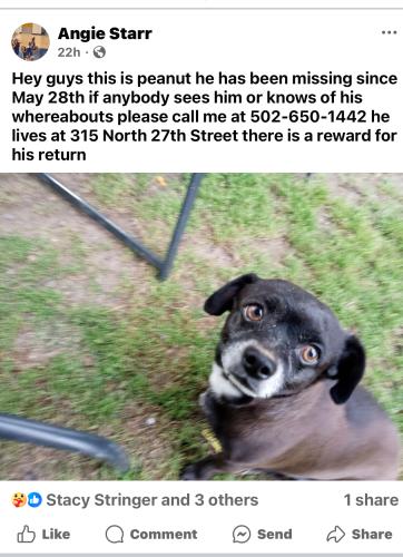 Lost Male Dog last seen Saint Xavier and Slevin st , Louisville, KY 40212