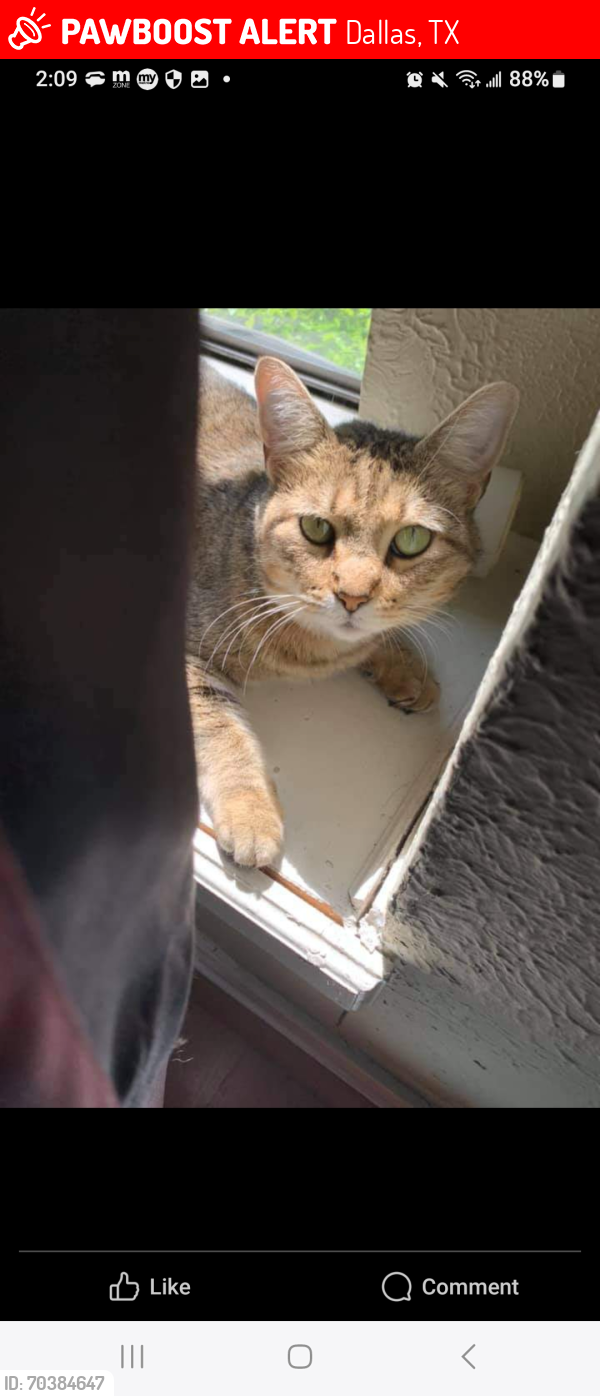 Lost Female Cat last seen Golden Gate, Dallas, TX 75241