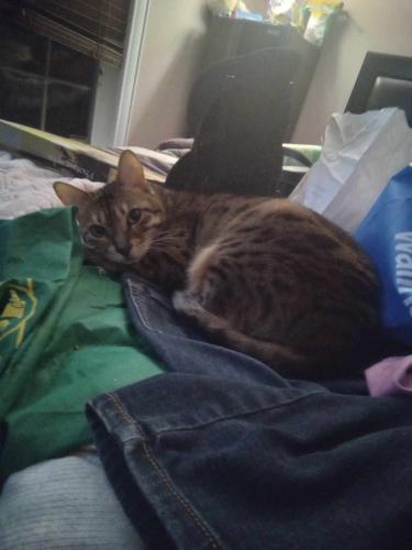 Lost Female Cat last seen Donna road, Paradise, NL A1L