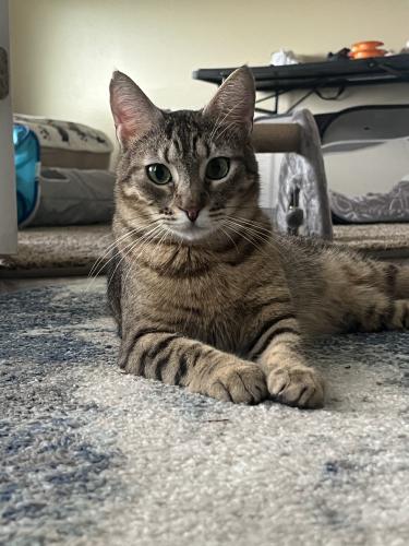 Lost Female Cat last seen Oak point and clear point, Slidell, LA 70460