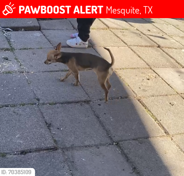 Lost Female Dog last seen Motley drive , Mesquite, TX 75150