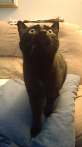 Lost Female Cat last seen Overton Ave $ 79th Terrace off of Raytown Rd, Raytown, MO 64138