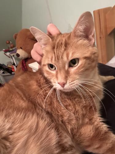 Lost Female Cat last seen Berteau and Harding, Chicago, IL 60618