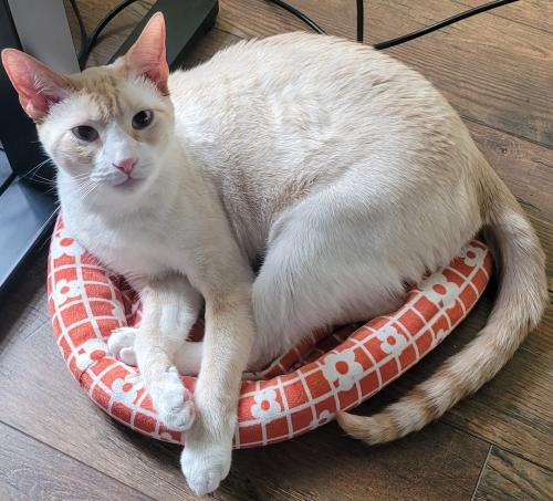 Lost Male Cat last seen Colegrove Drive and Lauer Street, Wentzville, MO 63385