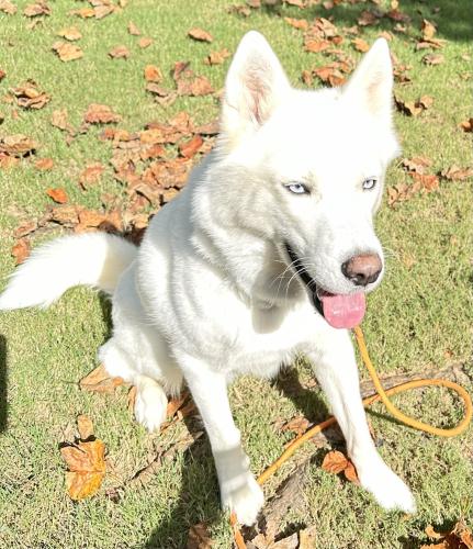 Lost Female Dog last seen Morris Road, Bethany Bend, Alpharetta, GA 30004