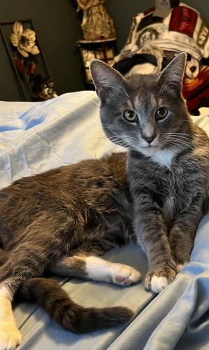 Lost Male Cat last seen Hey 155 and Noonday Rd, Tyler, TX 75703