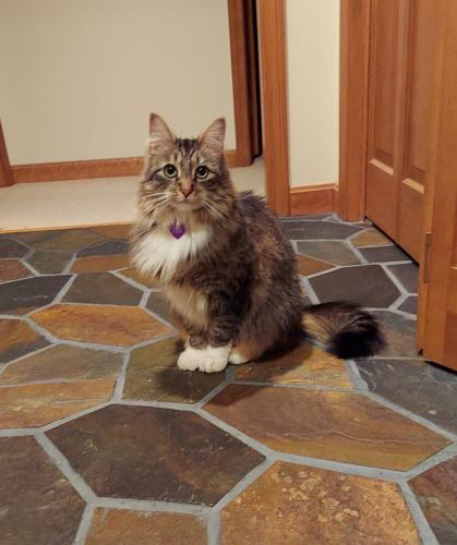 Lost Female Cat last seen Searles Road and Spitbrook Road, Nashua, NH 03062