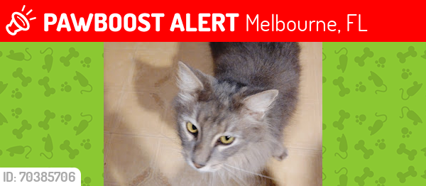 Lost Male Cat last seen Fee Avenue , Melbourne, FL 32901