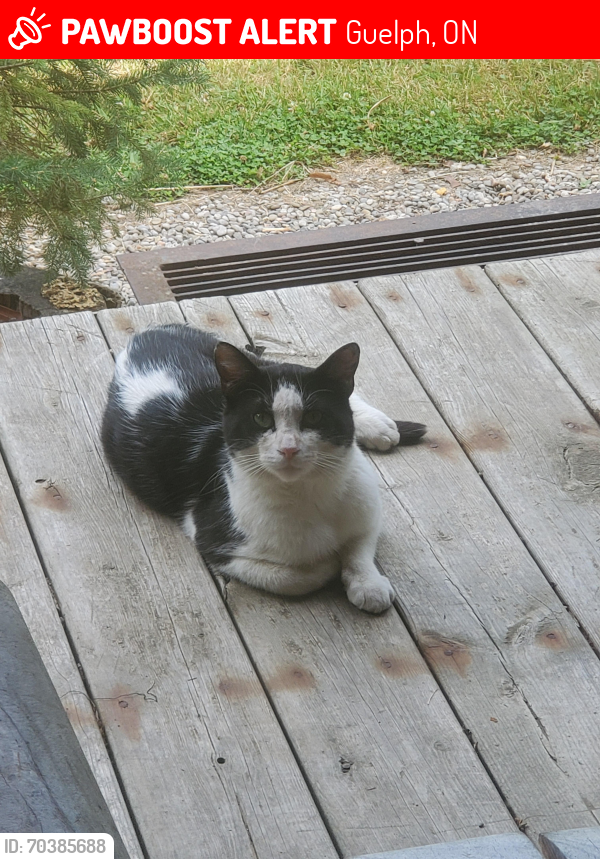 Lost Male Cat last seen Ontario , Guelph, ON 