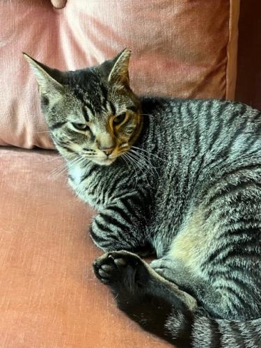 Lost Male Cat last seen Hemingway Forest Place and Trinity Road, Raleigh, NC 27607