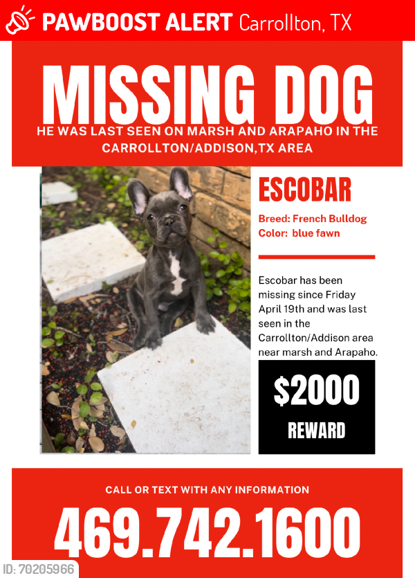 Lost Male Dog last seen Near Stonehenge ln Carrollton Texas 75006, Carrollton, TX 75006