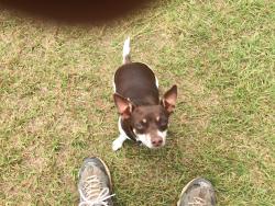 Lost Female Dog last seen Hwy59 and hwy 36, Summerdale, AL 36580