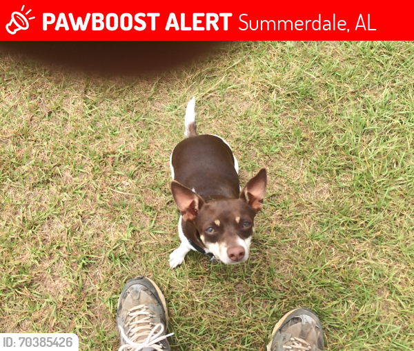 Lost Female Dog last seen Hwy59 and hwy 36, Summerdale, AL 36580