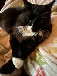 Lost Male Cat last seen Southern Ave, Pittsburgh, PA 15211