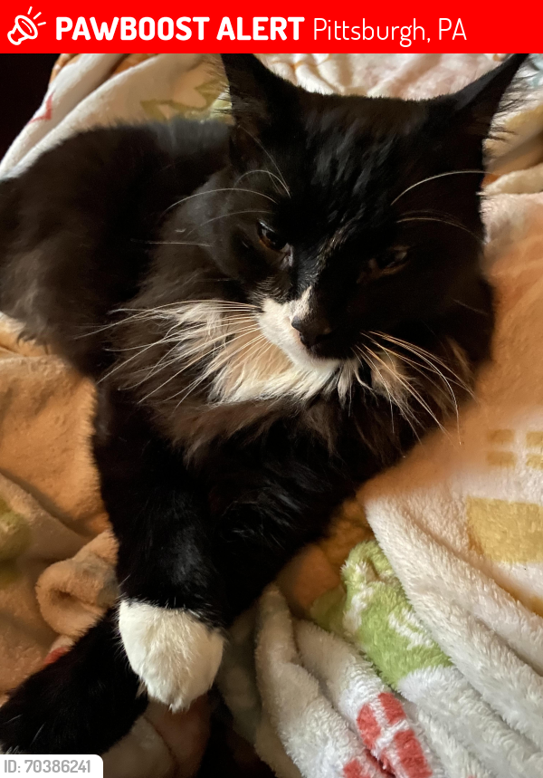 Lost Male Cat last seen Southern Ave, Pittsburgh, PA 15211