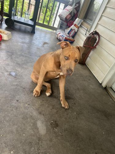 Lost Male Dog last seen Near Geyland heights Rd, Knoxville, TN 37920